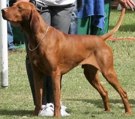 Image of Heiderst Designed N Red