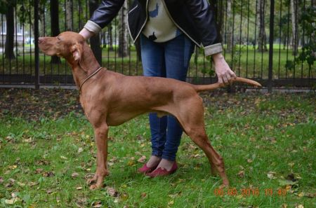 Image of Gern Gross Oranzhevoe Nastroenie