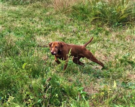 Image of Shenipsit's I Remember You