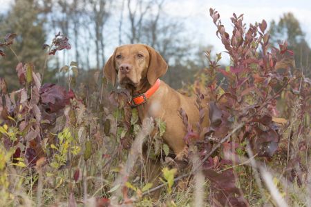 Image of Deep End's Just Run'In Wild