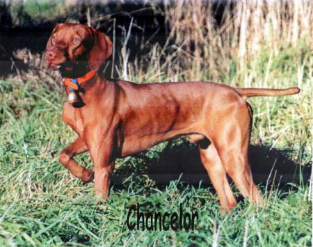 Image of Magyar's Take A Chance On Me