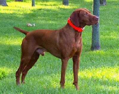 Image of Toldin Dances With Huns