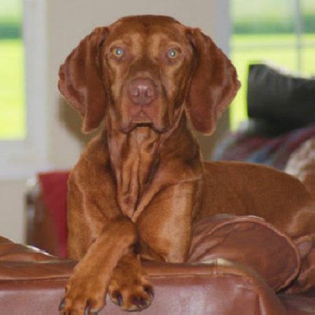 Image of Toldin Dances With Huns