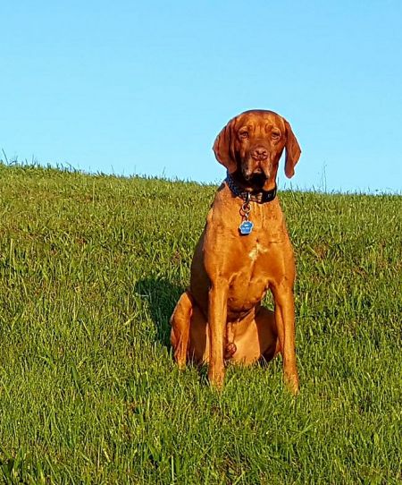 Image of Wingsong's Patriotic Spirit