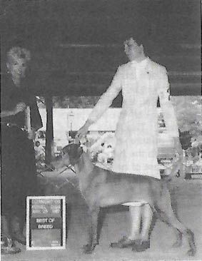 Image of Viking Avia Part of The Plan