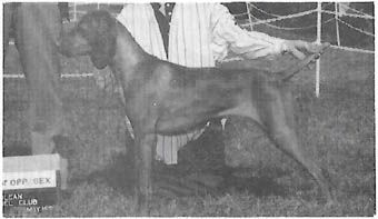 Image of Vinmars Mischievious Mari