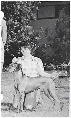 Image of Piroska Velvet