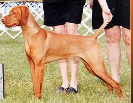 Image of Kizmar Jackpot's Too Much Trouble