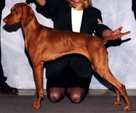 Image of Kizmar's Splish Splash