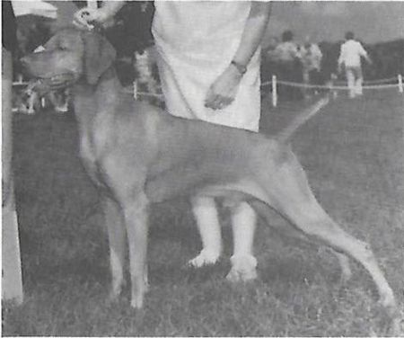 Image of Heelmark's Dontcha Holdback