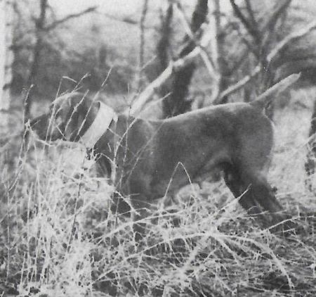 Image of Melto's Caprice