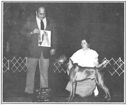 Image of Murphy Kedves Vadasz