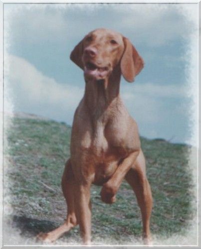 Image of Kamaraerdei-Cifra Artemisz