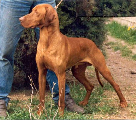 Image of Pitypang Tallér