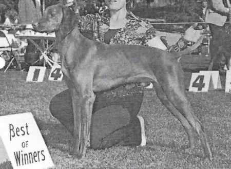 Image of Baron Of Paridise