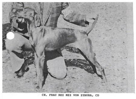 Image of Frau Rez Mez von Zybura