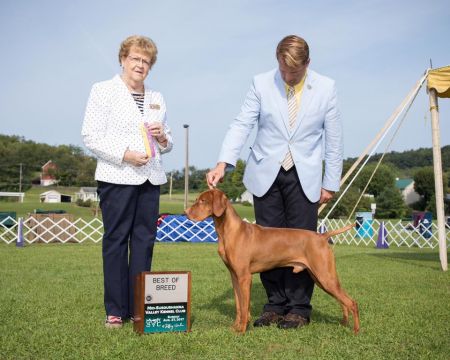 Image of Pajkos Bull By The Horns