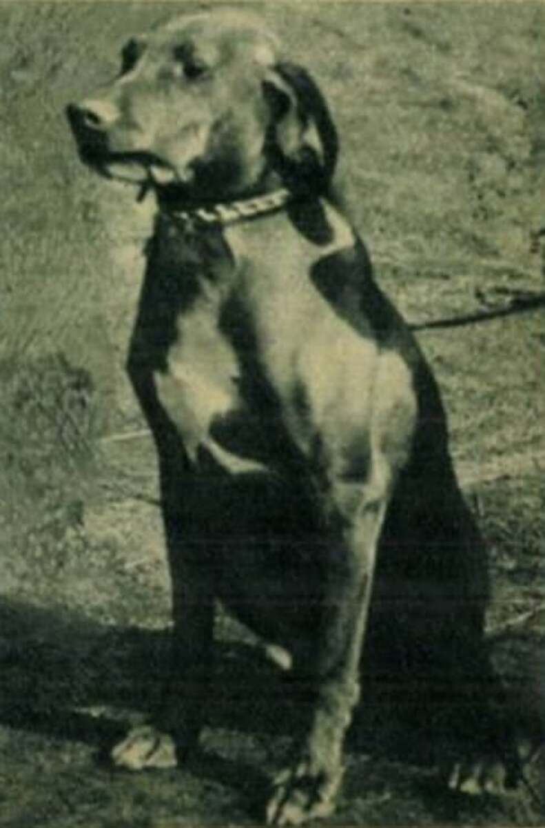 Image of Szikra (OVC 303)
