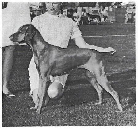 Image of Sageacre Vidam Gazember