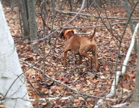 Image of Szizlin's Da' Burhdhunta