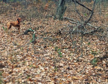 Image of Szizlin's Da' Burhdhunta