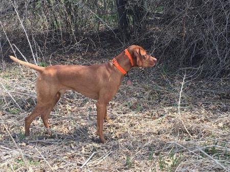 Image of Szizlin's Da' Burhdhunta