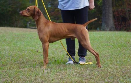 Image of Rhapsody's Oxford Comma