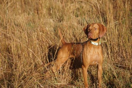 Image of Rhapsody's Oxford Comma