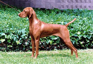 Image of Russet Leather Caveat Calla