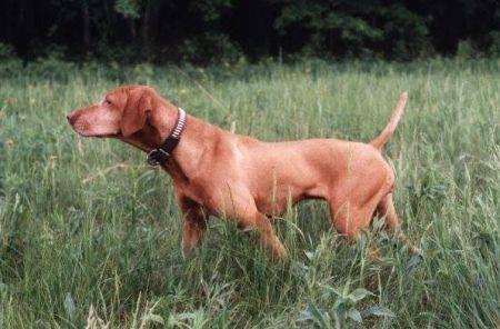Image of Shiloh Madach's Mishka