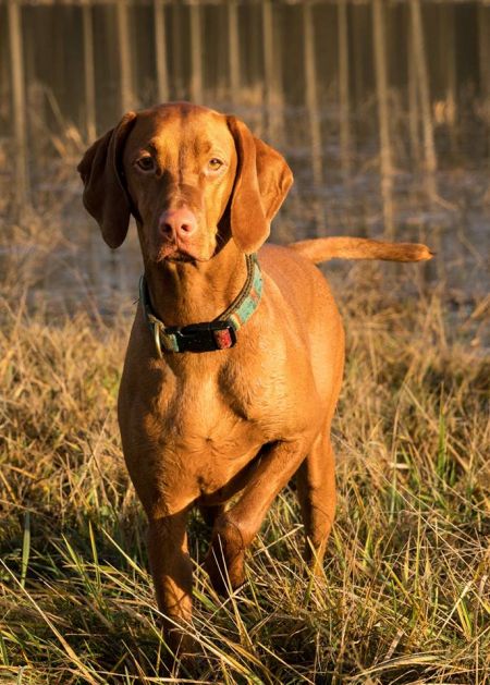 Image of Kelby Creek's Sweet Thing