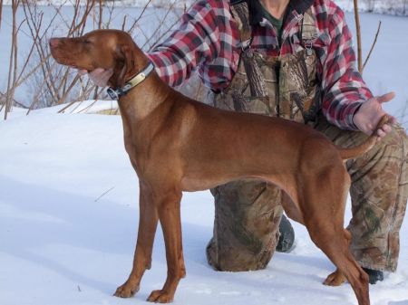 Image of Hatszel's z Bullet Redhawk