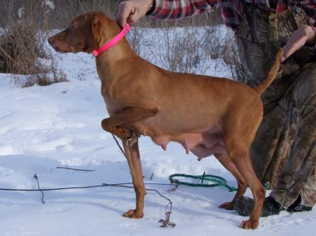 Image of Hatszel's Si Bib Tittler Stella