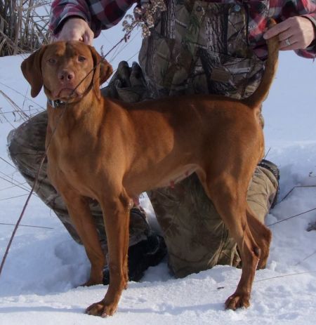 Image of Hatszel's Pass Me A Pint Of Guinness