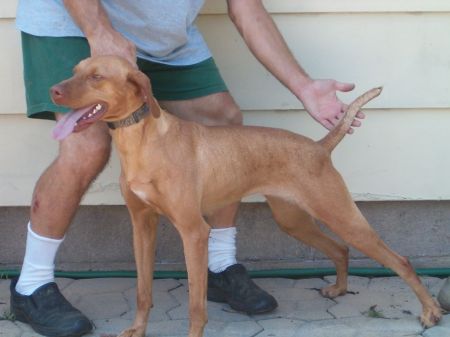 Image of Hatzel's Tess's Si Keyla