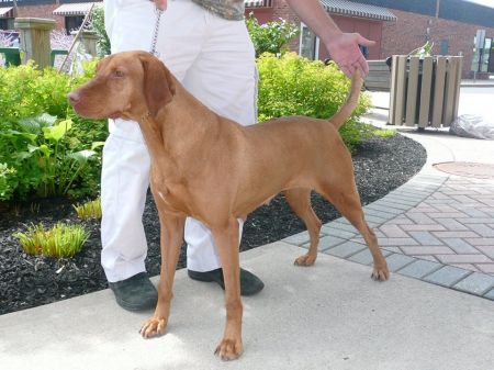 Image of Strider's Rose's Tess