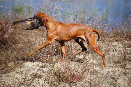 Image of Odorarius Deres