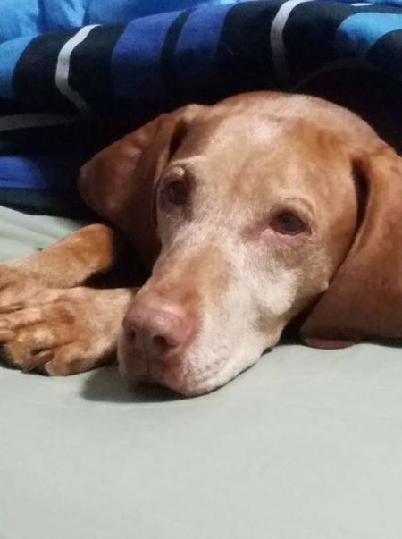 Image of Cruiser's My Little Darlin'