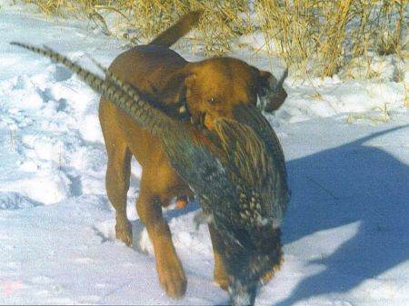 Image of Kateland Cruiser's Trisha