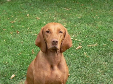 Image of Princess Bell