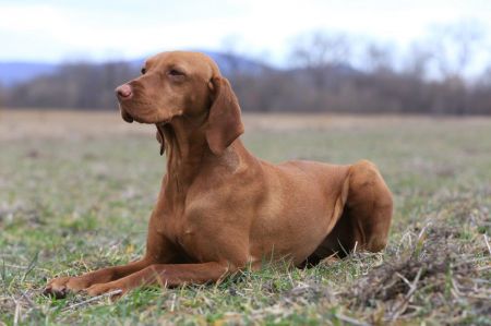 Image of Parlagi-Vadász Bibor