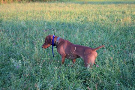 Image of Russet River Heart Of A Hunter