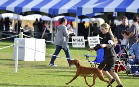 Image of Kizmar Calibre Super Combined