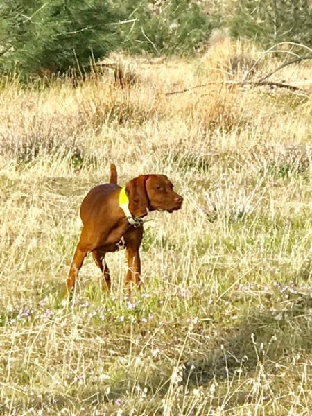 Image of Kizmar Calibre Super Combined