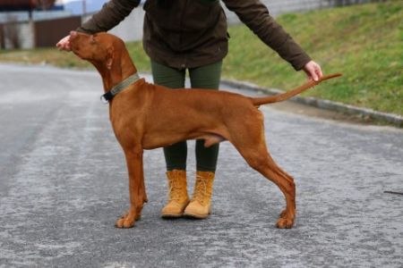 Image of Gyurkóvári Becses