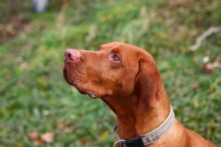 Image of Gyurkóvári Becses