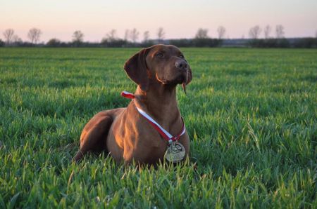 Image of Aranyvadász Nemere