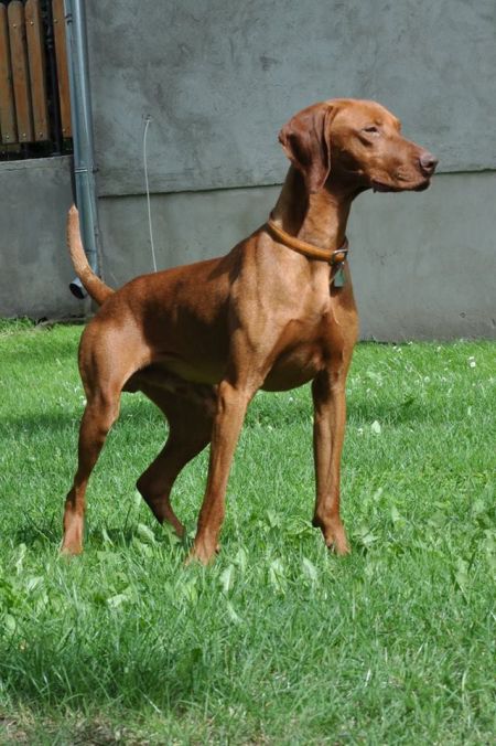 Image of Aranyvadász Nemere