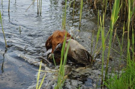 Image of Canis Fortuna Indali