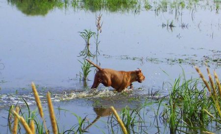 Image of Canis Fortuna Indali